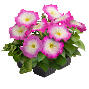   BOOM! HD Rose Morn - 10   NEW!!!