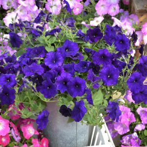   Hotunia Radiance Blue - 5 