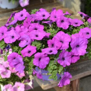   Hotunia Radiance Grape - 5 