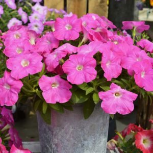   Hotunia Radiance Pink - 5 