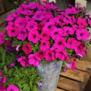   Hotunia Radiance