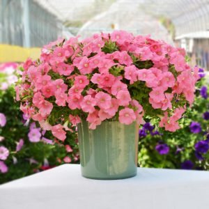  Hotunia Radiance Salmon - 5 