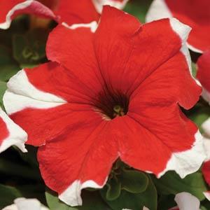   Mirage Red Picotee - 10 