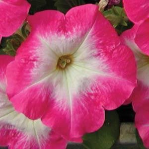   Mirage Rose Morn - 10 