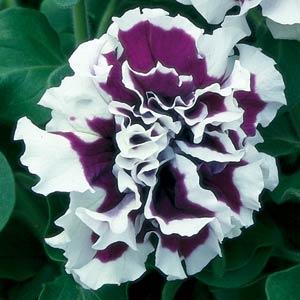   Pirouette Purple - 10 