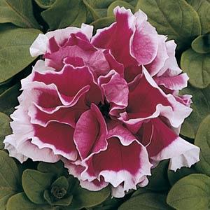   Pirouette Rose - 10 
