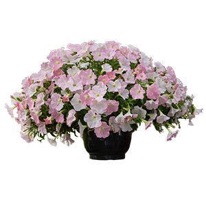   Success Light Pink Morn - 5   NEW!!!