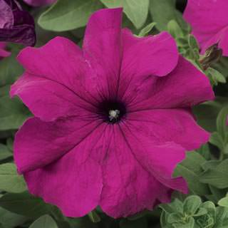   TriTunia Purple - 10 