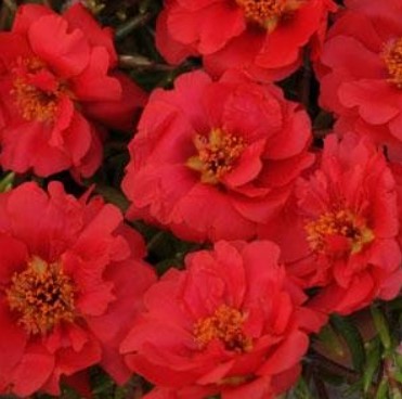   Happy Trails Deep Red  - 5 