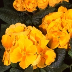  Bellissima Golden Apricot - 5 