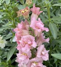  Madame Butterfly Pink - 10 