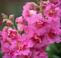  Madame Butterfly Rose - 10 