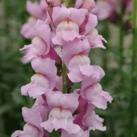  Potomac Lavender - 10 