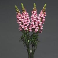  Potomac Lavender - 10 