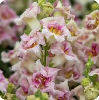 Sweet Duet Lavender Speckle - 10   NEW!!!