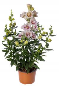  Sweet Duet Lavender Speckle - 10   NEW!!!