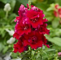 ���������� ������ ��� - 10 ��  �������!!!