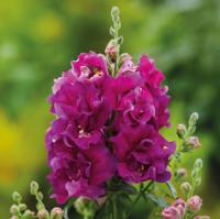  Twinny Violet - 10 
