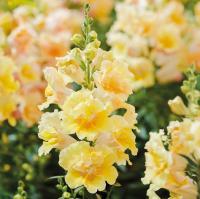  Twinny Yellow Shades - 10 