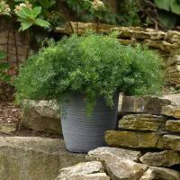  FuzzyFern Frizz - 5   NEW!!!