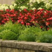  FuzzyFern Frizz - 5   NEW!!!