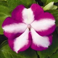  Accent Premium Violet Star - 5 