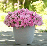 Beacon Light Pink - 5   NEW!!!