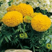  Antigua Gold - 5 