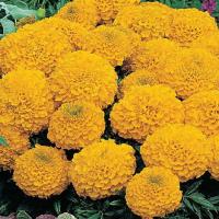  Antigua Gold - 5 