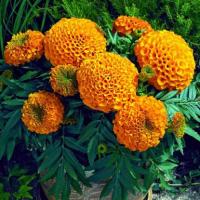 Antigua Orange - 5 