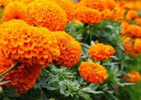  Antigua Orange - 5 
