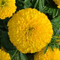  Bali Gold - 5 