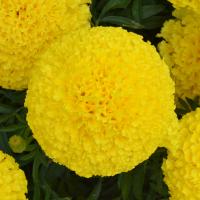  Bali Yellow - 5 