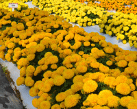  Hedge Mary Gold - 5 