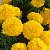  Hedge Mary Gold - 5 