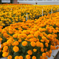 Hedge Mary Orange - 5 