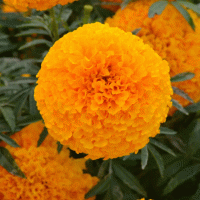  Hedge Mary Orange - 5 