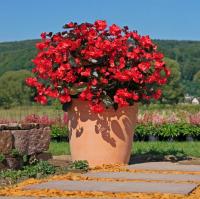  BIG Red Bronze Leaf Imp. - 3 