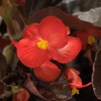  BabyWing Red Bronze Leaf - 3 