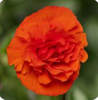  Limitless Compact Orange - 5   NEW!!!