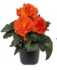  Limitless Compact Orange - 5   NEW!!!