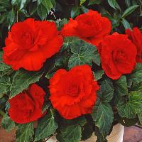  Limitless Compact Velvet Red - 5 