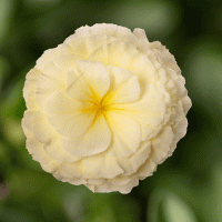  Limitless Cream Shades - 5 