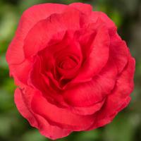  Limitless Dark Rose - 5 