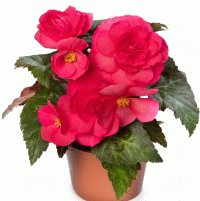  Limitless Dark Rose - 5 