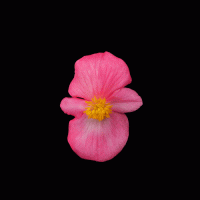   Mega Cool Rose - 5   NEW!!!