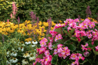   Mega Cool Rose - 5   NEW!!!