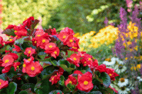   Mega Cool Scarlet - 5   NEW!!!