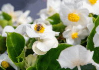   Mega Cool White - 5   NEW!!!