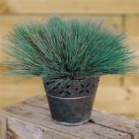  Spiky - 10   NEW!!!